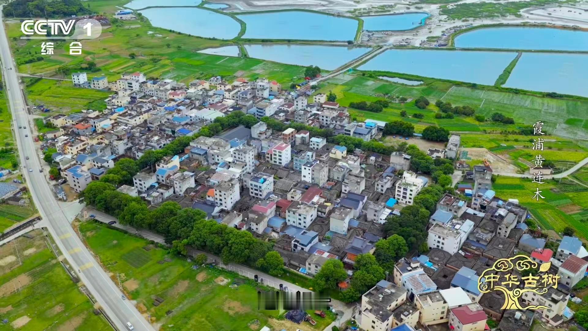 在霞浦传胪村，古树用年轮记录时光，用根系巩固家园。这道独特的生态屏障，诠释着“天