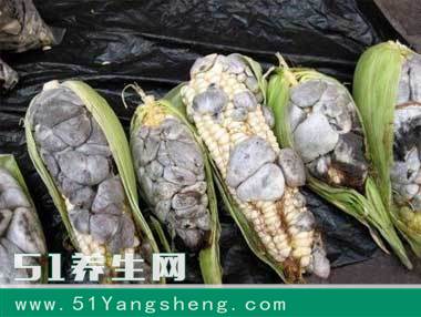 得了病害却遭疯抢, 你想不到的赚钱方式