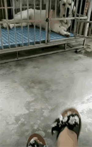 狗子学的有模有样。