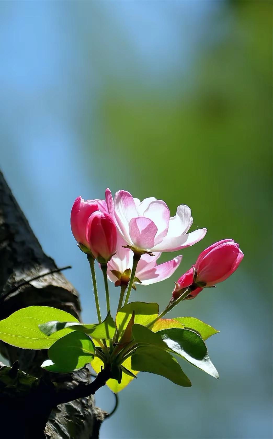 感受春风的惬意。原创花草摄影拍花治愈系花卉摄影原创分享花之诗意