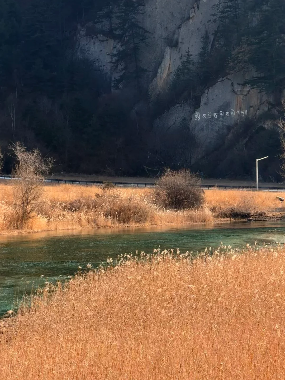 九寨沟的芦苇海🌅❗️都快给我去冲冲冲❗️❗️