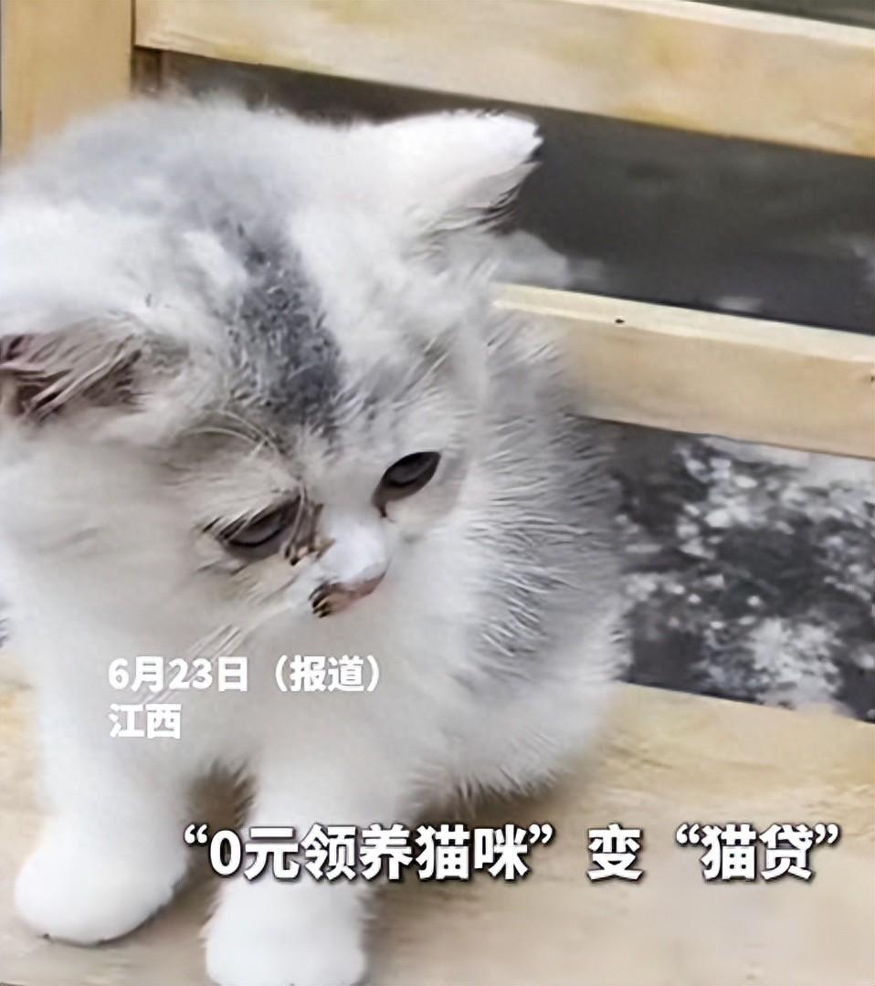 果然免费的才是最贵的。江西一名女孩，本以为在网上找到了心爱的小猫，可以"0元免费