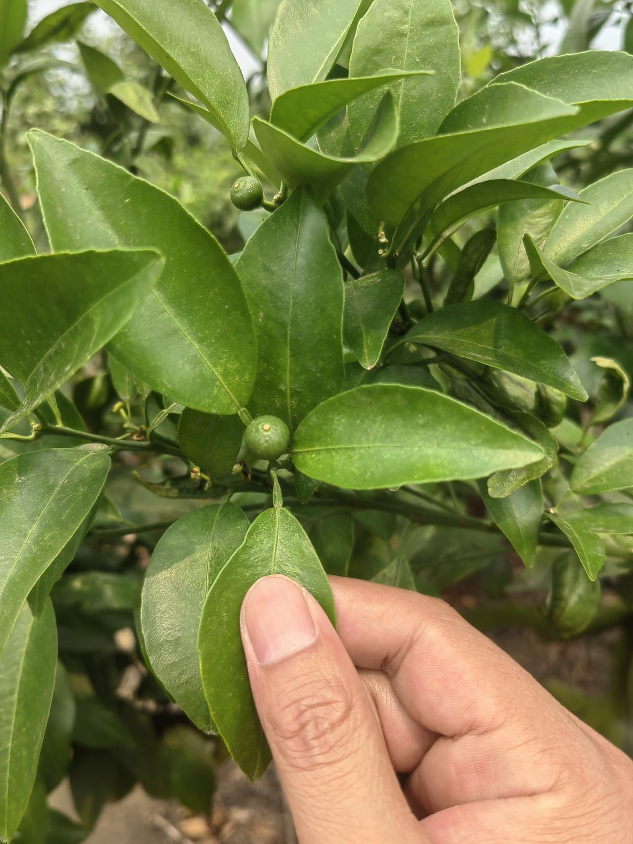 武鸣沃柑的保果工作快结束啦，这一路看着沃柑成长，就像看着自家孩子长大一样。从小小