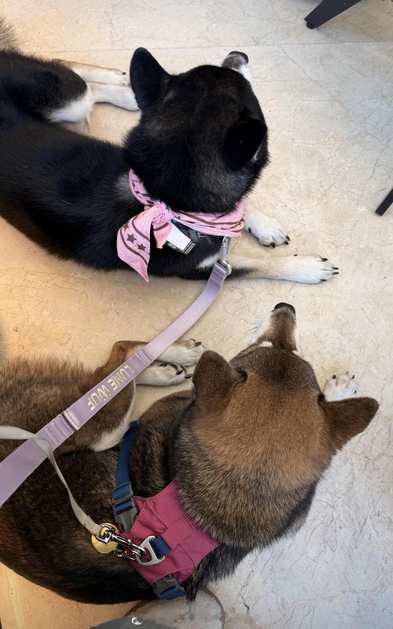 郑赛赛家的爱犬🐶