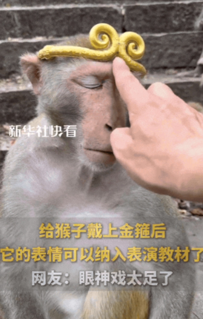 “彻底解释不清了！”贵州，一男子拿了一个金箍给猴子戴在了头上，他想试试这只猴子戴