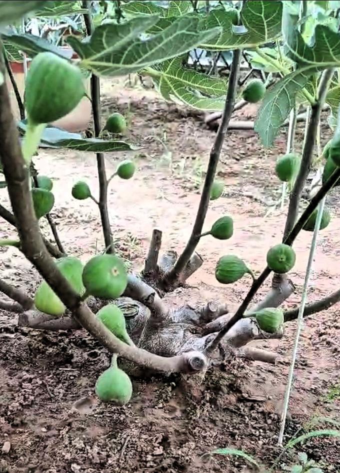 我家就种了一棵五年的波姬红，结果量那叫一个惊人。每年夏天，枝头挂满了果实，果实个