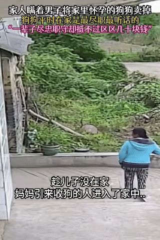 一只怀有身孕的狗狗，平日里在家尽忠职守、乖巧听话，对主人一家尤其是男主人的妈妈更