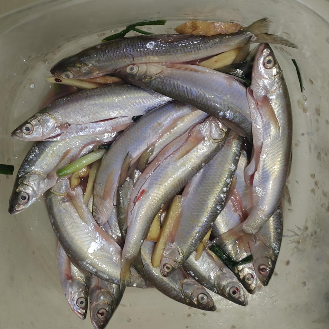 这种小鱼用你们那土话咋说？