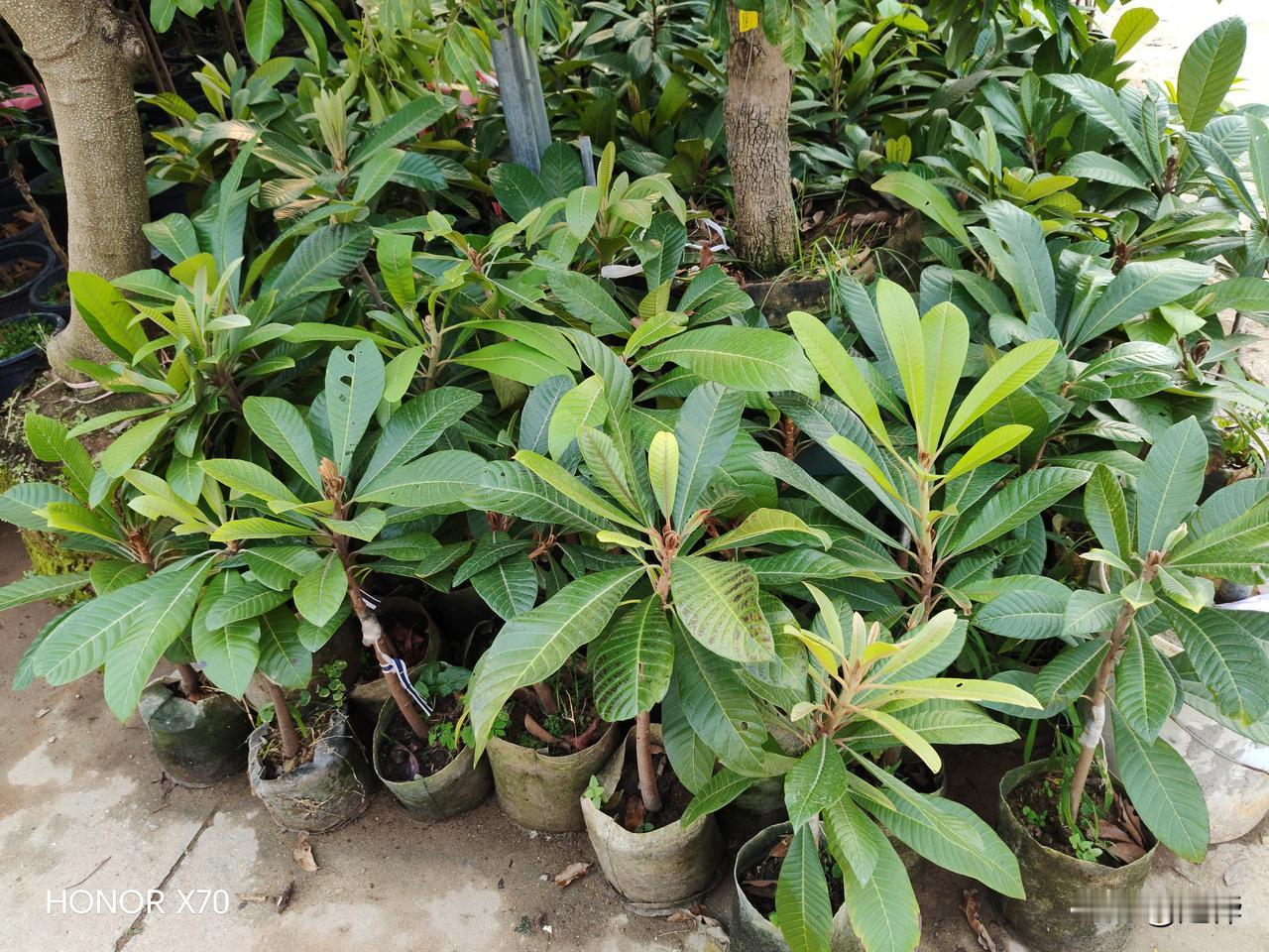 广东佛山南海区平洲花鸟市场的各种果树苗。