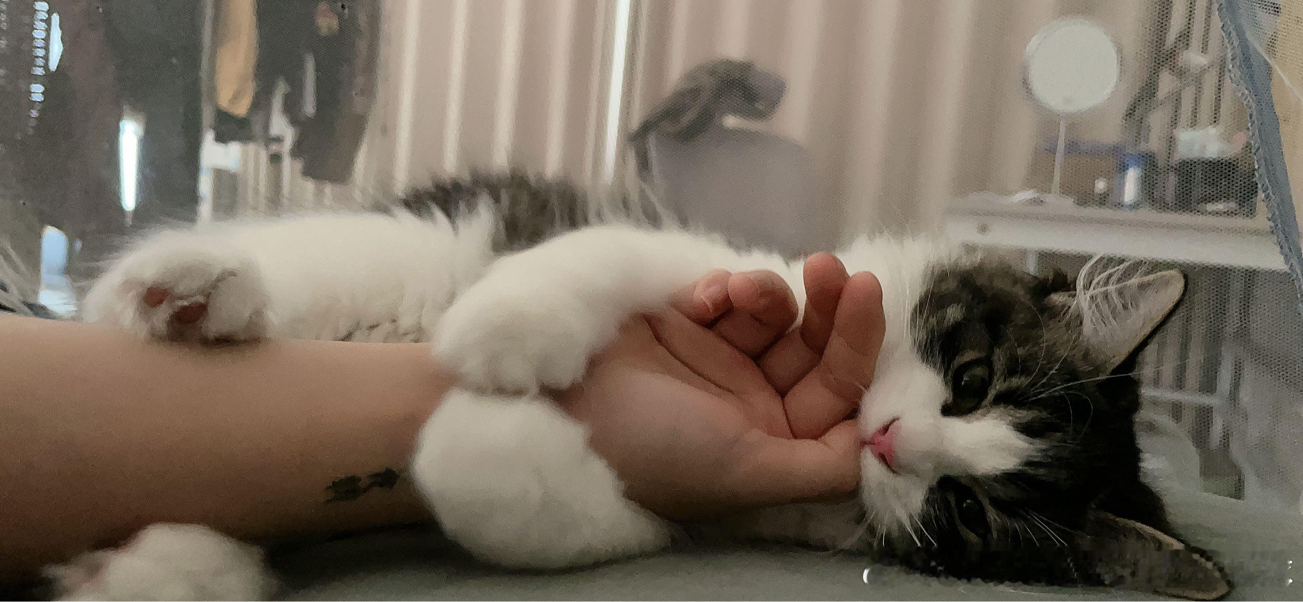 早上被猫猫暴击​​​