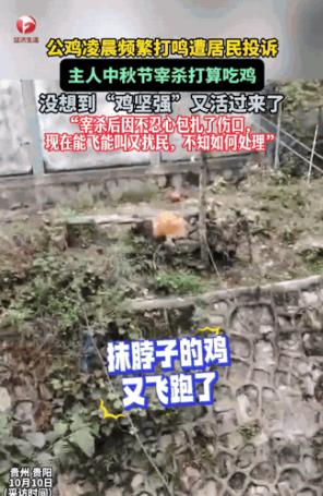 “不可思议”。10月7日贵州，一只大公鸡频繁夜里乱打鸣，遭邻居多次投诉，无奈主人