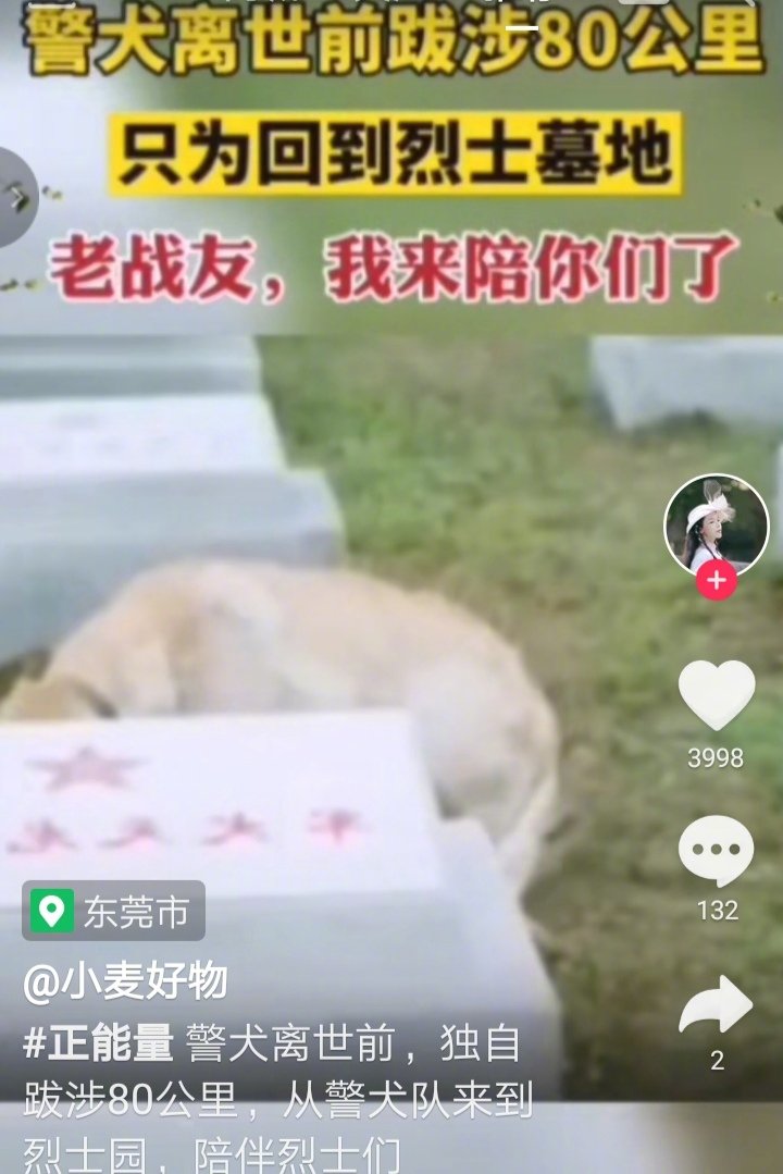 警犬知道大限将至，步履蹒跚80公里，独自从警犬基地到与自己共同战斗的老战友墓地，