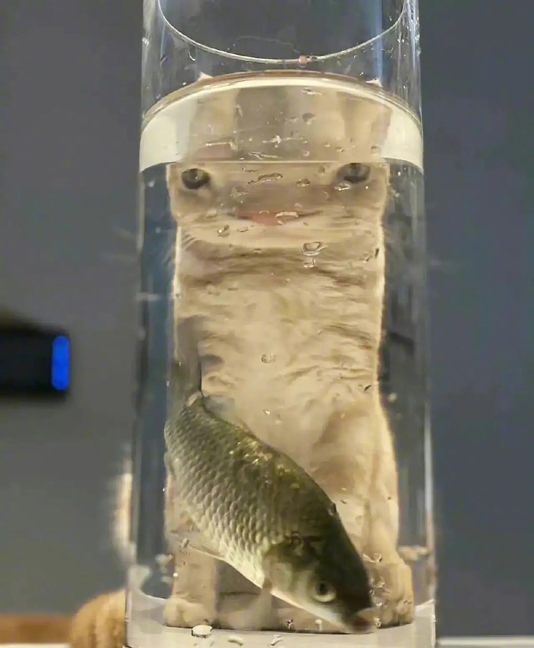 哈哈哈原来鱼🐟害怕猫猫是这个原因