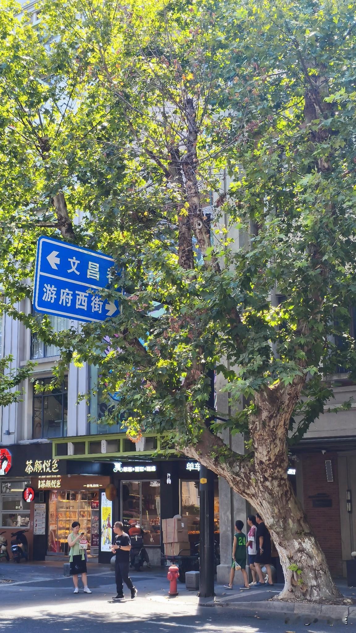 南京的天气开启了炙烤模式，简直绝了！天气预报显示36℃，但走在室外，体感温度早逼