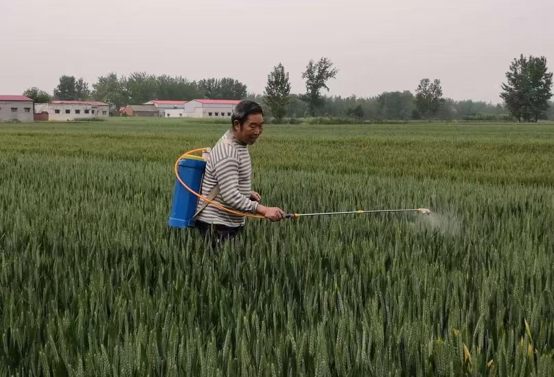 麦子刚露穗尖就遇连阴雨，赤霉病现在抓紧防还来得及。这几天皖中麦田里，好多穗