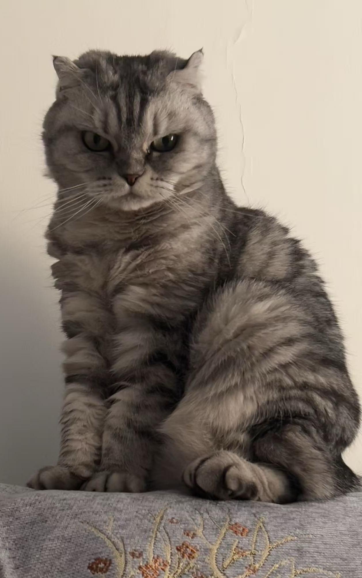 晒出你家的猫咪