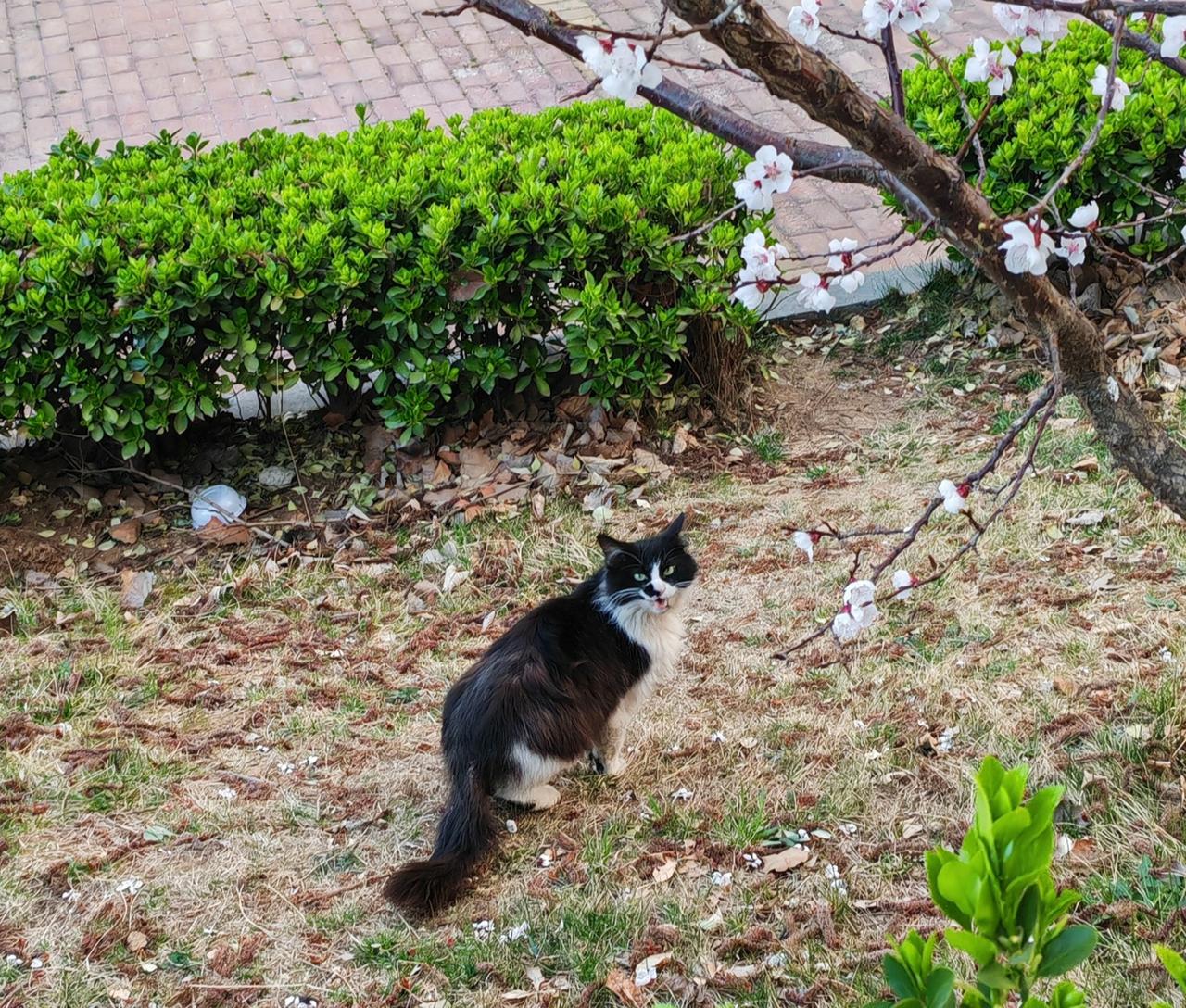 花下猫回头望漫步在杏花树下，休闲，我给它拍照，还很配合的回头望