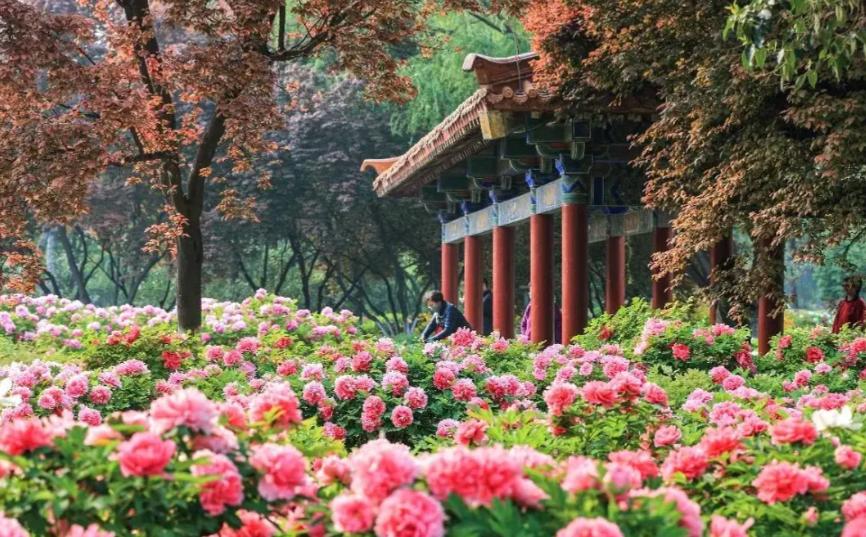 五一假期十大必去赏花地排行榜五月春风暖，繁花竞芬芳。五一假期正值春末夏初，气