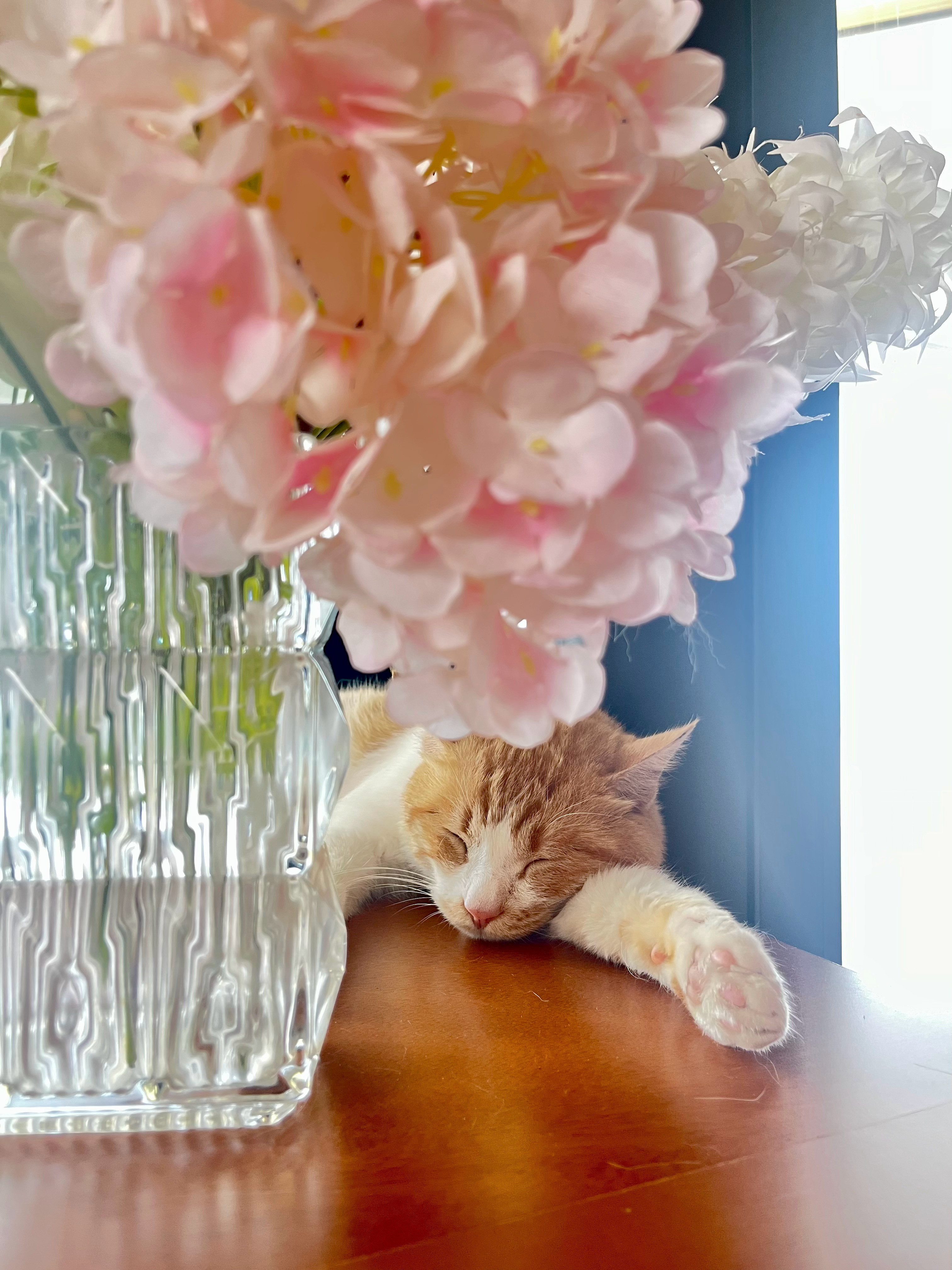 热晕了，小猫咪都热困了你那今天多少度？​​​