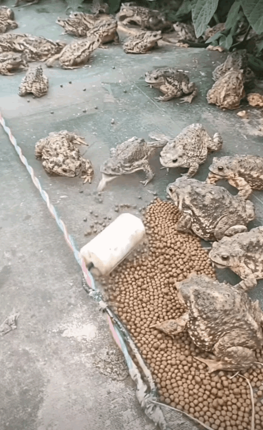 有人问为什么会有人养癞蛤蟆？癞蛤蟆有什么用？从文学的角度，就有“癞蛤蟆蹦脚面