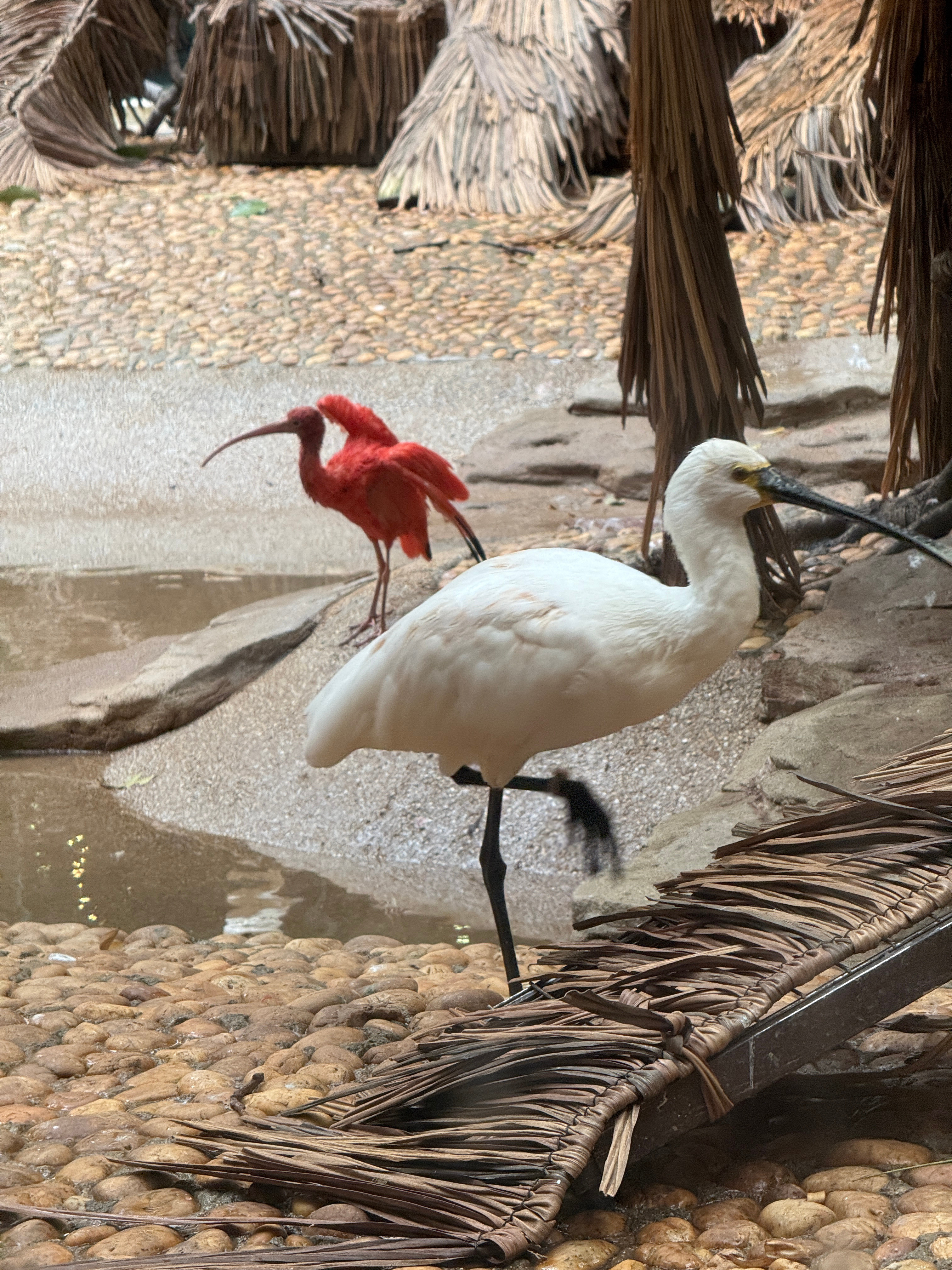 无论如何，吃饭一定要积极像火烈鸟学习吃个不停广州·广州长隆旅游度假区