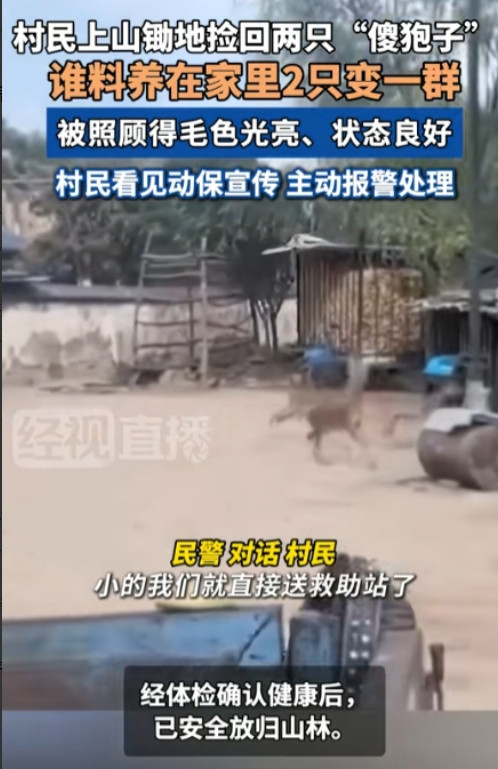 “长期饭票没了！”陕西一村民上山锄地时，竟将两只“傻狍子”带回家精心喂养，谁料养