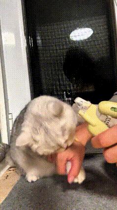我看了好几遍这个视频，笑的我肚子都疼。本来想给小猫剪个指甲嘞，这货死活不愿意乱动