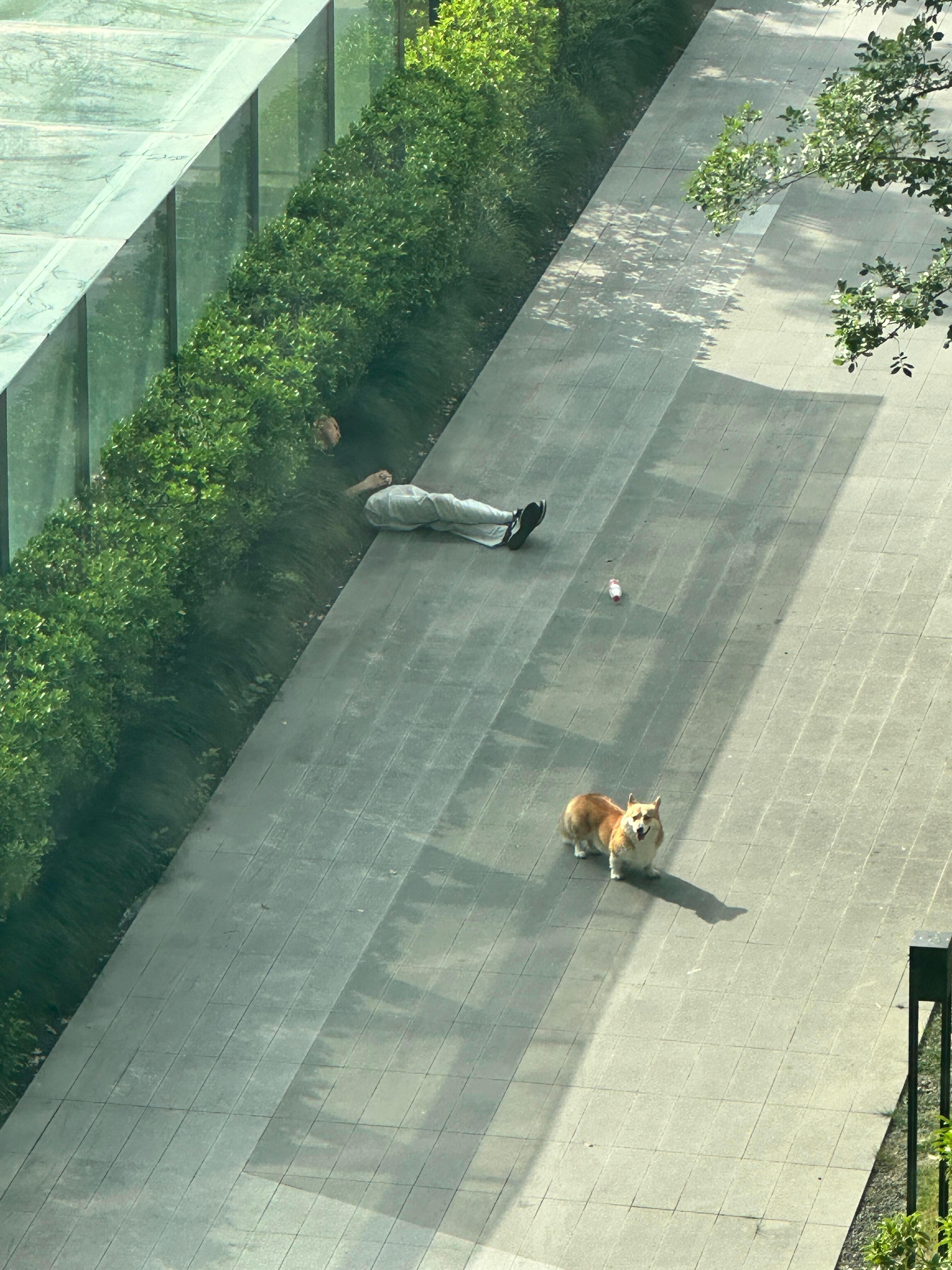 看出来养狗不容易了​​​