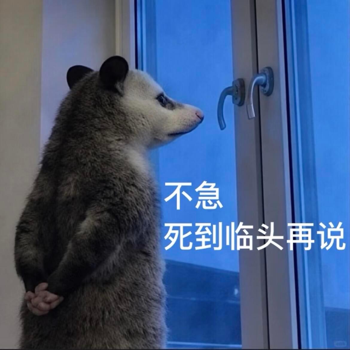 听说这是最近流行的表情包