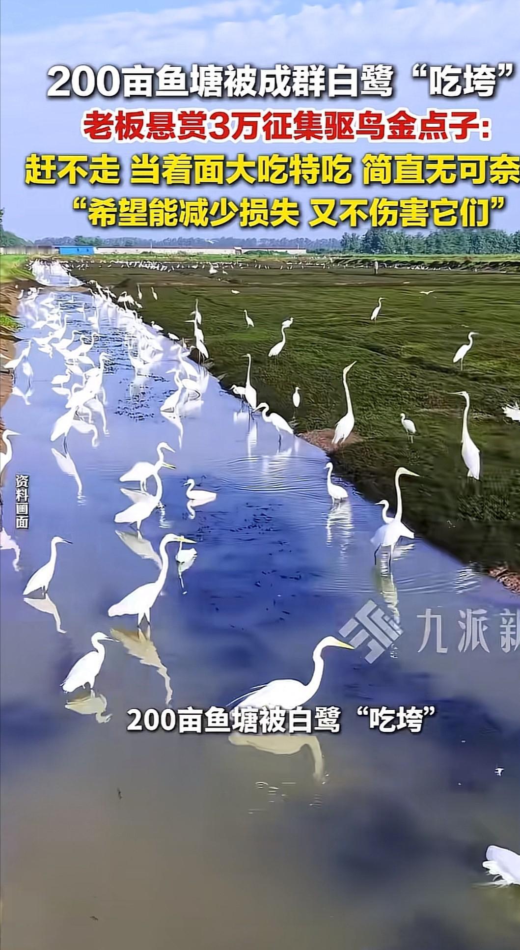 浙江湖州一养鱼老板这回着急了，自家苦心经营的两百多亩鱼塘快被成群的白鹭给硬生生吃