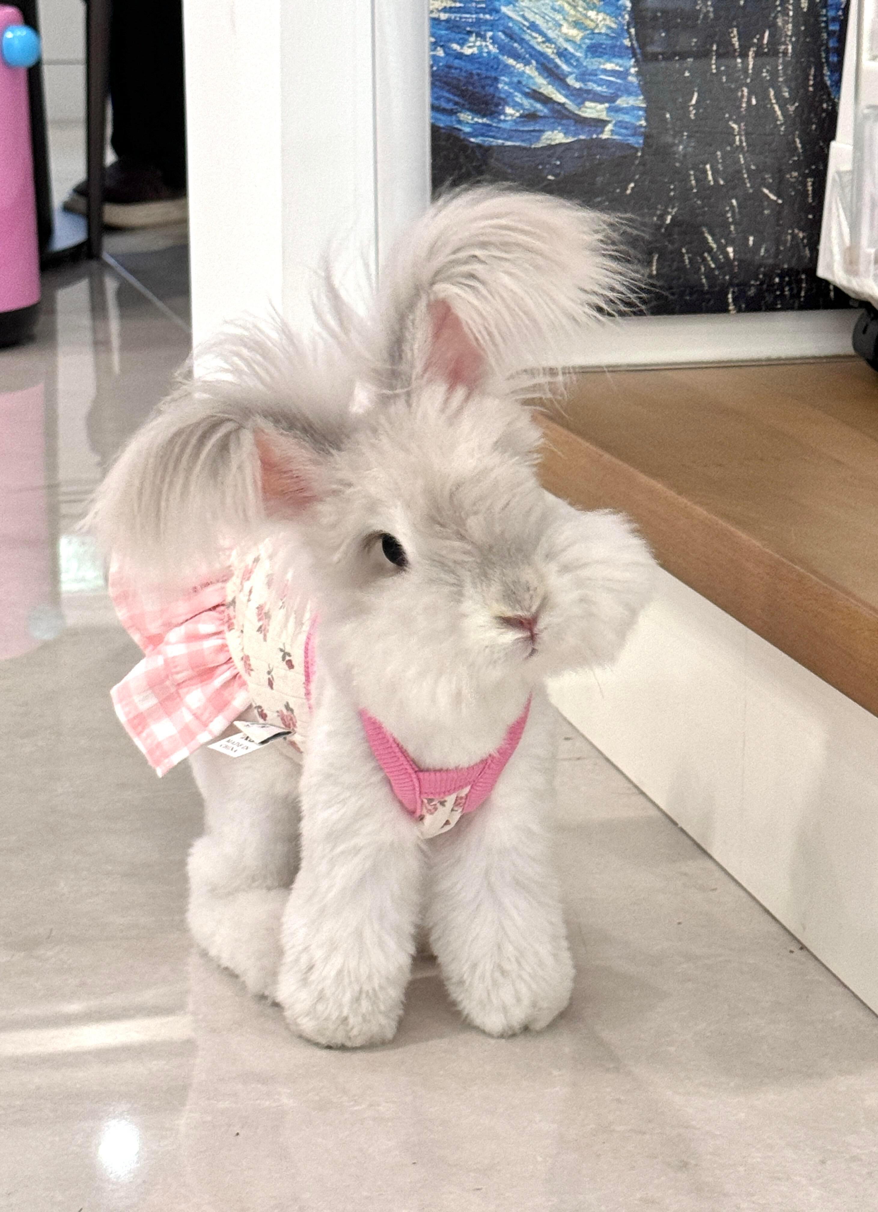 谁家兔兔这么可爱呀🐰