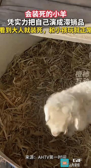 “这小羊怕不是‘戏精本精’吧？”宁夏，男子带着家中刚出生不久的小羊到市场上去卖，