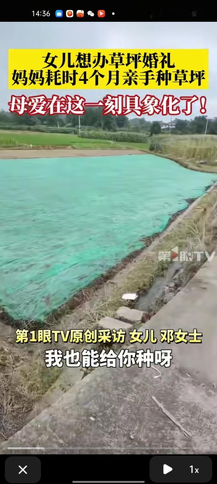 10月5日，乐山峨眉山市。女儿想办草坪婚礼，妈妈耗时四个月亲手种草坪。这块地原来