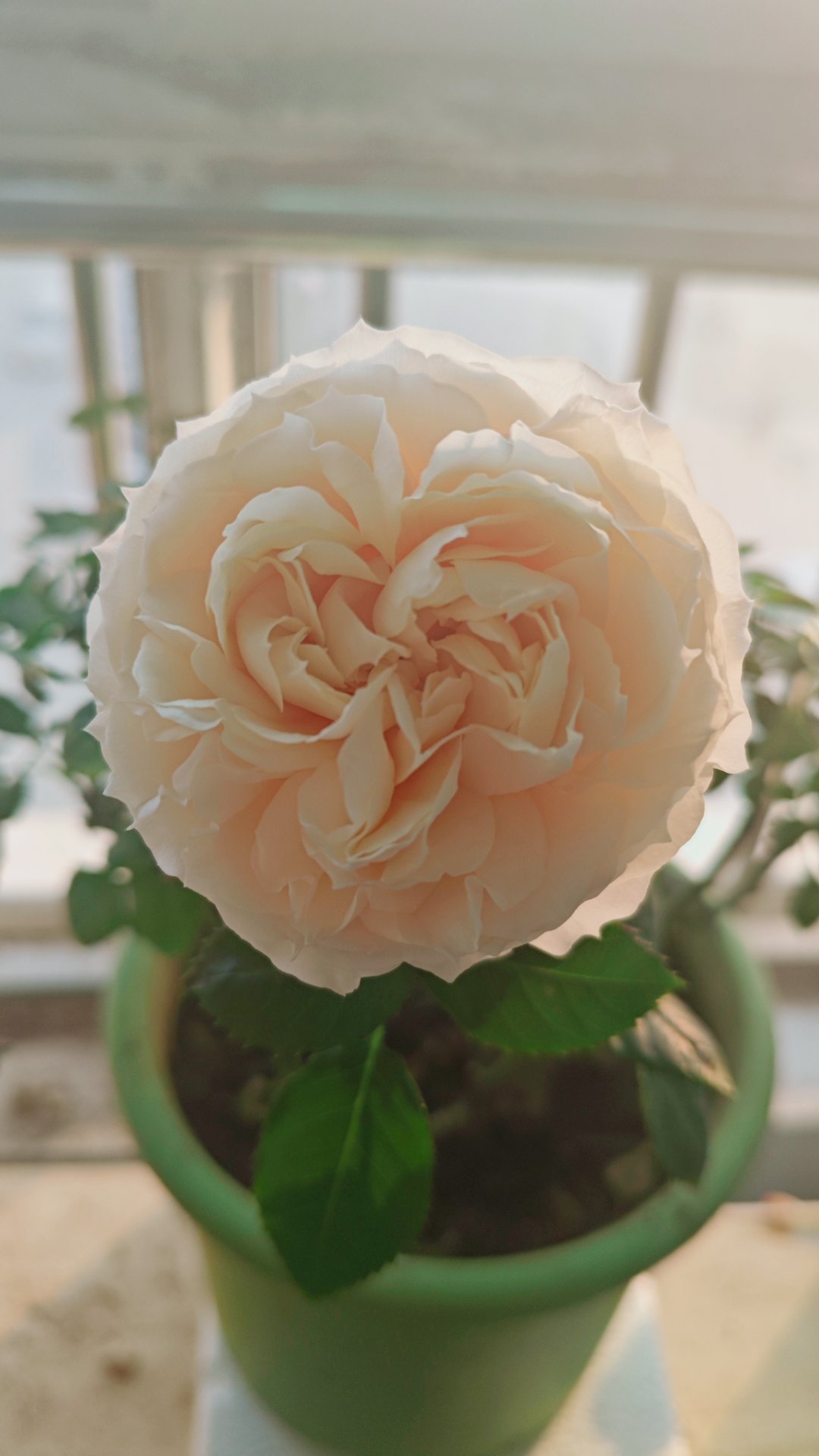 乳茶月季复花，只开了一朵。