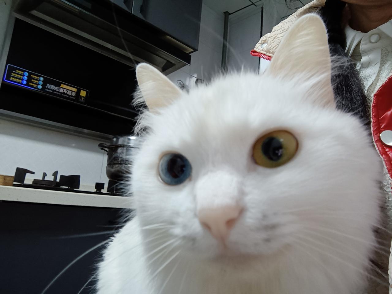 我家的小白猫，2023年8月31日在路边抱回来的，当时看着年龄有1个多月的样子，