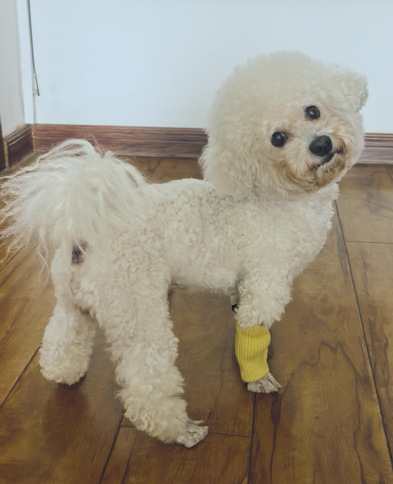 今后几年想睡个懒觉？难了，每天遛个狗跟做贼似的。有关部门的养狗规定，哪些理解支