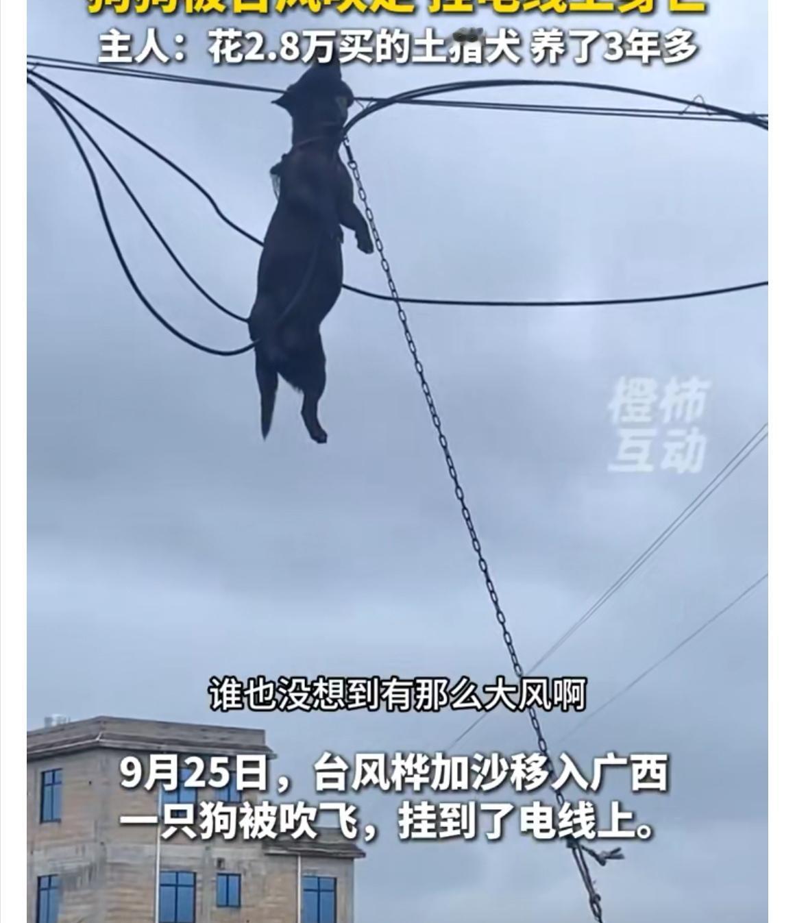 广西一只土猎犬被台风直接吹飞，挂在电线上身亡。狗主人起初绑着狗在帐篷边，以为这样