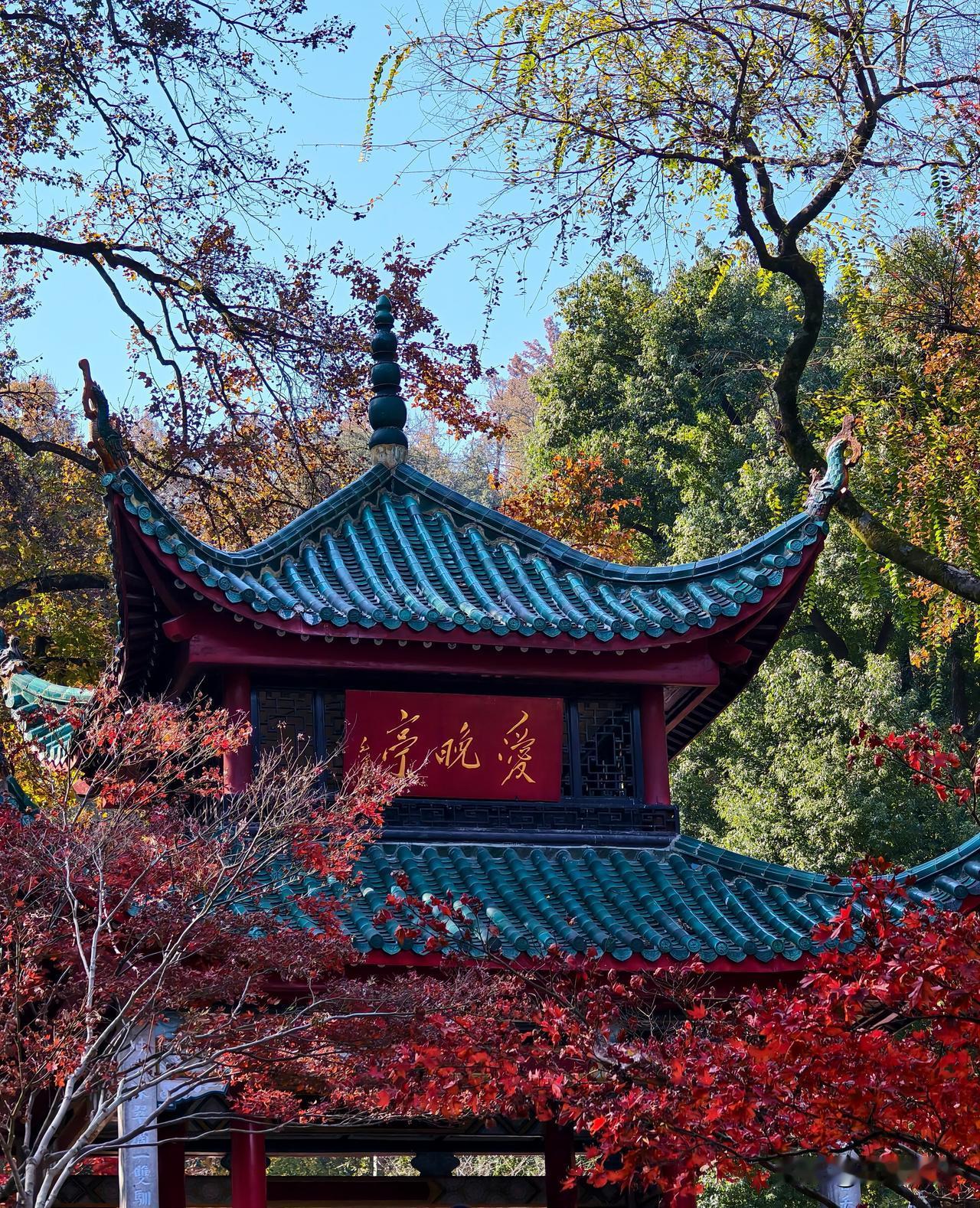 爬岳麓山上百次，还是第一次见到枫叶这么美的时候。终于看到杜牧诗中“停车坐爱枫林