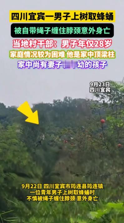 “悲剧还是发生了！”9月22日，四川宜宾，一青年男子爬树取蜂蛹时，不幸被自带的绳