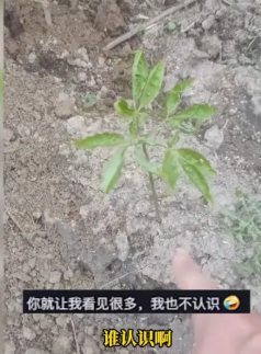 “天上掉馅饼了！”近日，黑龙江，一男子在野外用挖掘机干活，没想到一铲子下去，竟然