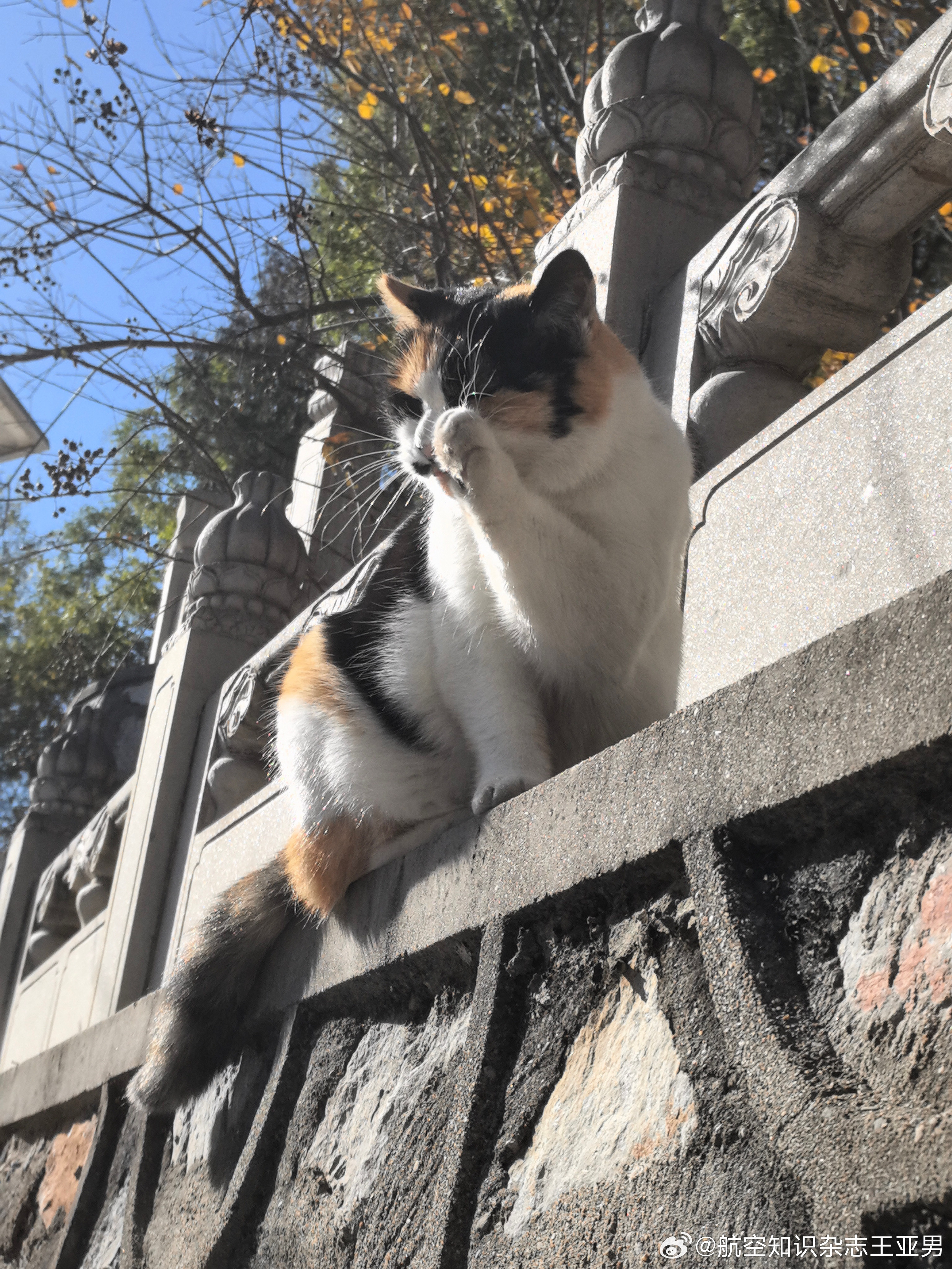 看到胖三花那一刻，绑票恶念顿生，想到可以让这家伙脱离流浪苦海，绑架未尝不是善举。