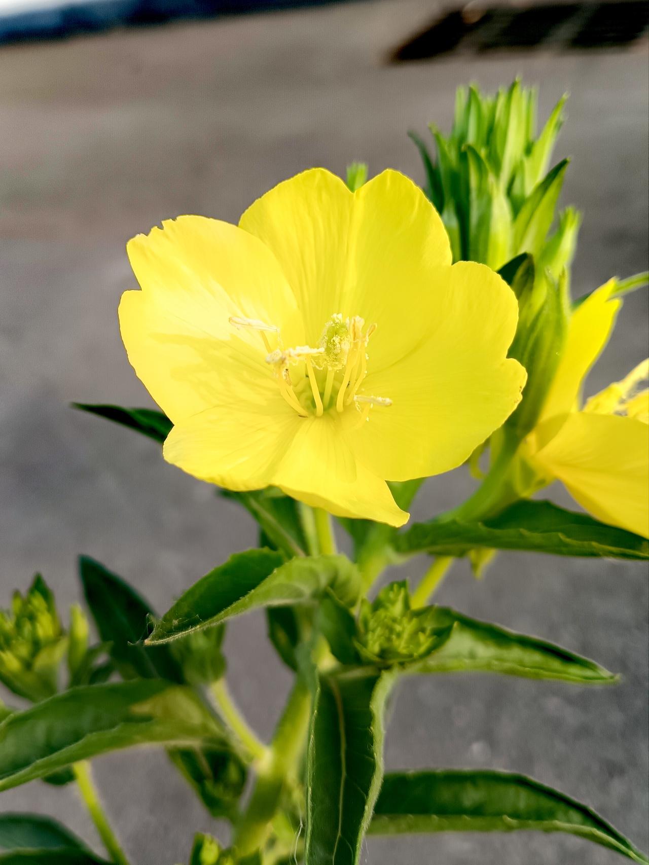 这朵月见草正舒展着明黄的花瓣，像把月光揉碎在了花蕊里。它不追白昼的喧嚣，只在暮色