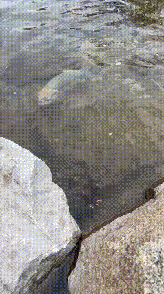 离谱！钓鱼遇上“嚣张鱼”，竟敢甩尾巴泼水挑衅，网友：这鱼成精了钓鱼钓了这么