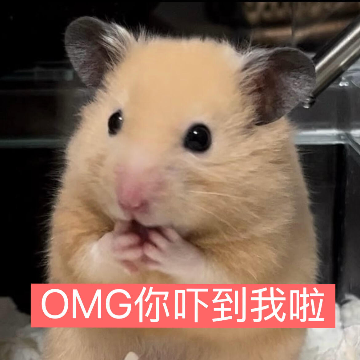 鼠鼠表情包​​​