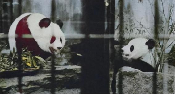 不出意外，果然被猜中了！日本不怕中国制裁，不怕经济下滑，不怕航班取消，不怕拉走熊