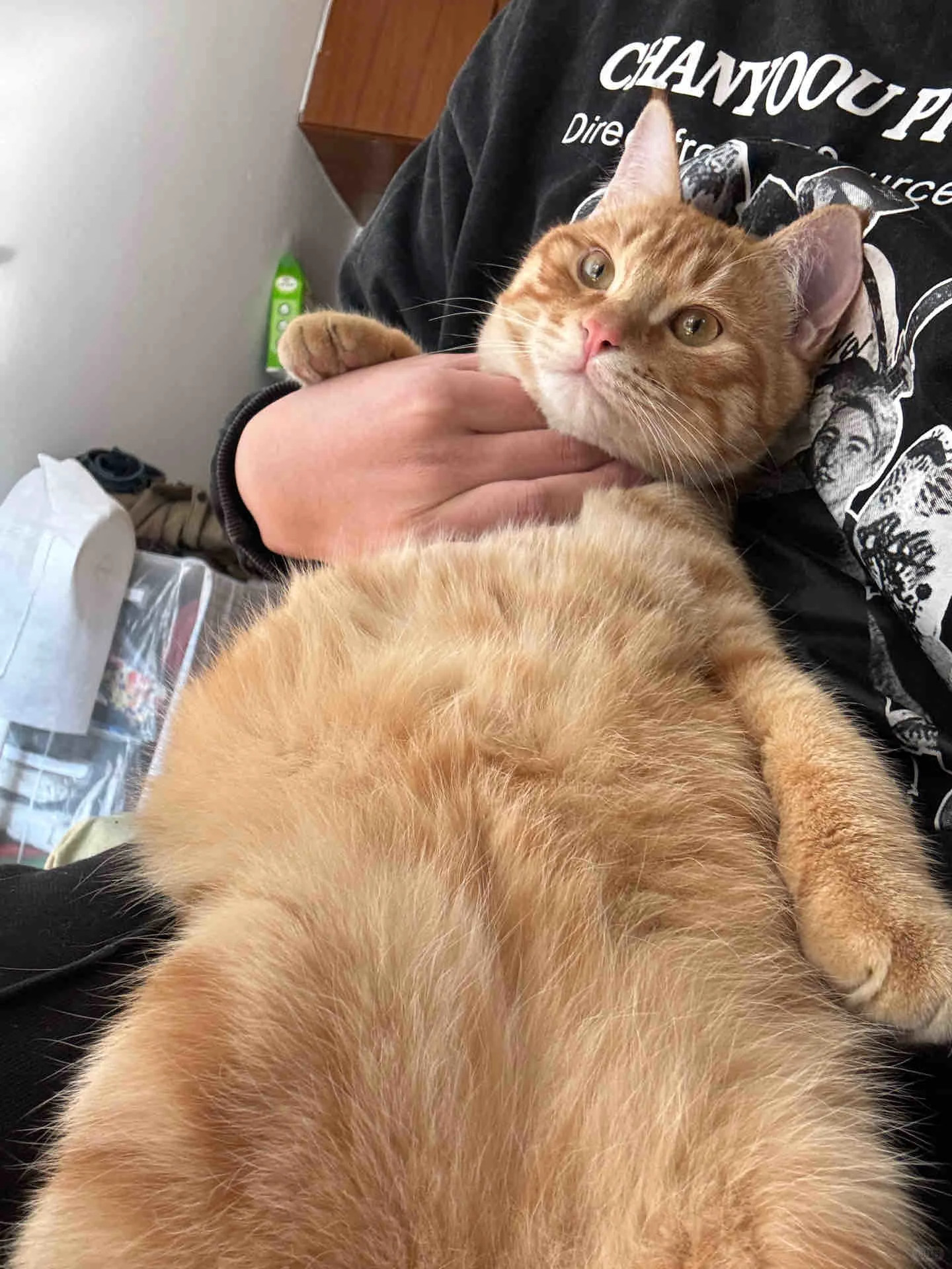 是橘猫不是巨猫​​​