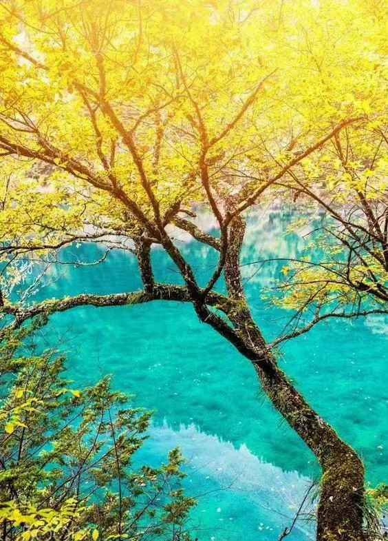 秋季醉美不过九寨沟……​​​