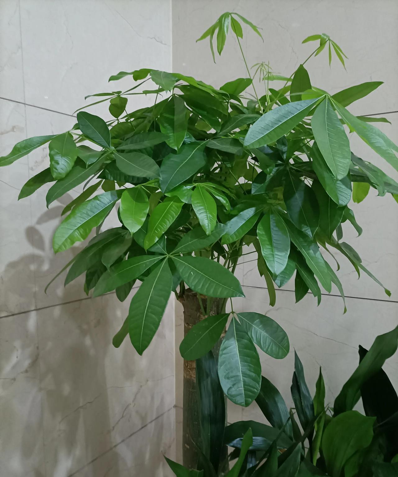 我们这里三个女生老公矿难，都把孩子生下来了，一个之前公公婆婆对她挺好，生完之后和