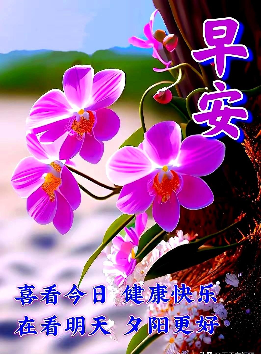 寒气由阳光吸收，暖阳装入胸膛，晨雾吹挂在树叶上。你每天都把清晨的阳光和暖意打包