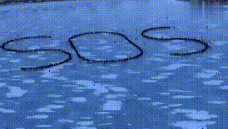 明尼阿波利斯，老乡们打伤打死急需支援：向世界发出求救信号！美国明尼苏达州，这